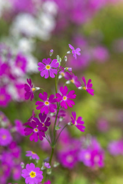 istock purple beautiful flowers background 1323854418