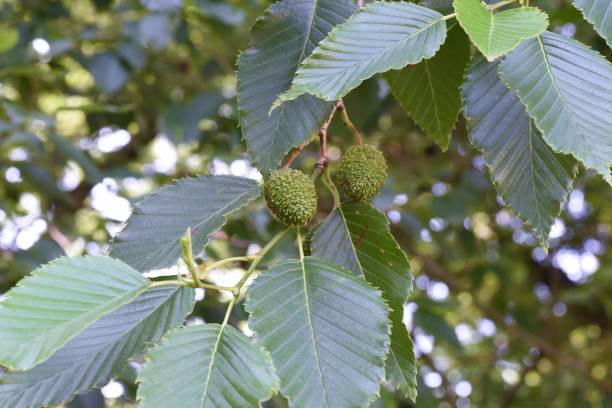 istock Alnus sieboldiana fruits. 1323854490
