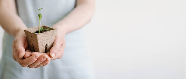 Free Stock Photo of Person Holding Small Green Plant | Download Free ...