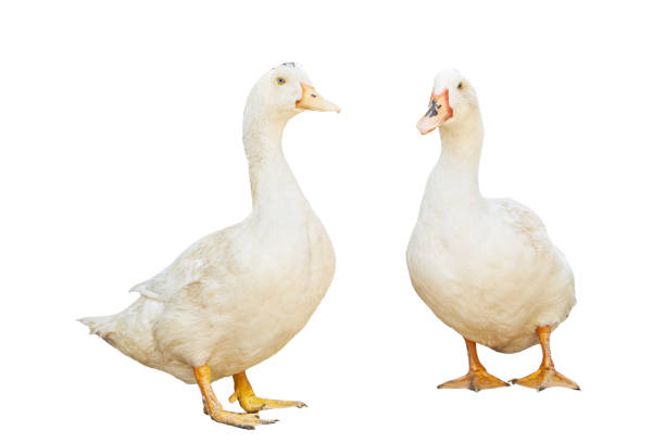 istock group white pekin ducks isolated on white background. diary duck cut out 1323857449