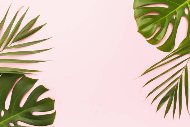 istock Monstera and palm leaf on a pink background with copy space in the center 1323857498