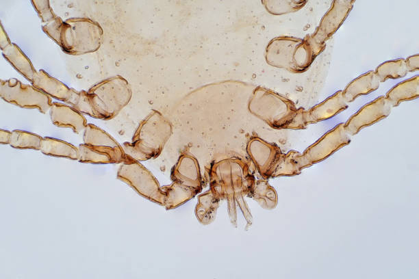 Light Microscope Mite 16,700+ Mite Stock Photos, Pictures & Royalty-Free Images - iStock