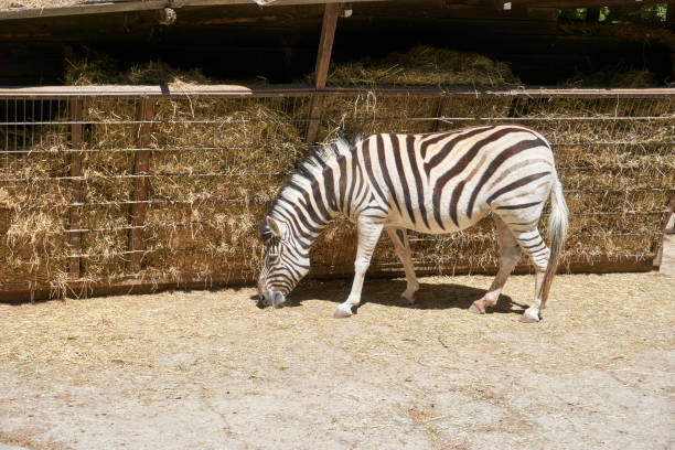 zebra in the zoo looking for food