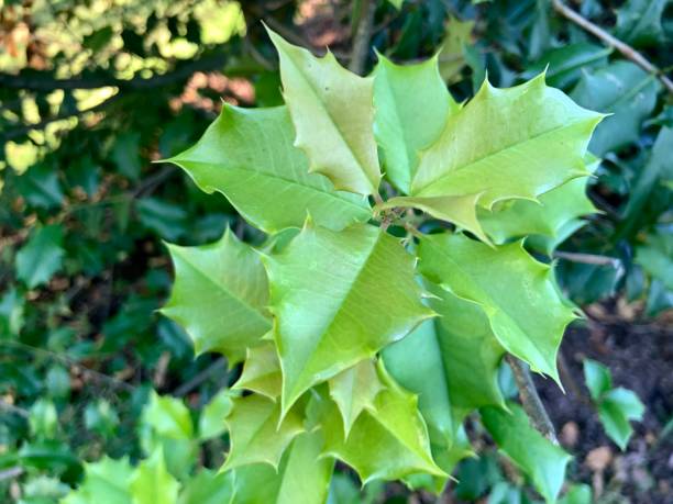 istock New Growth Holly Leaves 1323858762