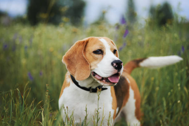 istock Beagle dog outdoor portrait 1323859040