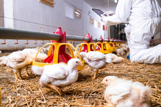 istock Modern chicken farm and farmer checking production and automated feeding system. 1323859227