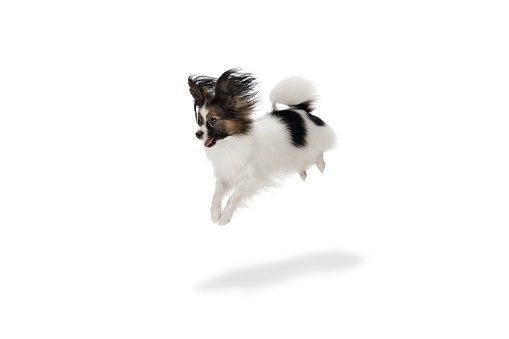 Papillon young dog is flying high. Cute playful brown white doggy or pet playing on white studio background. Concept of motion, action, movement, pets love. Looks delighted, funny. Copyspace for ad.