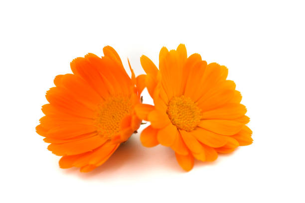 Calendula or marigold flowers isolated on white background
