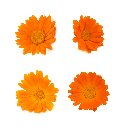 Calendula or marigold flowers isolated on white