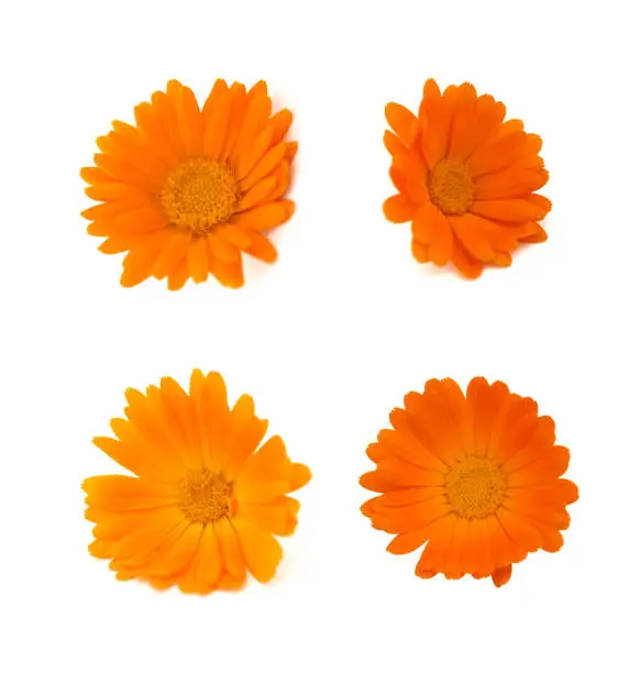 Photo of Calendula collage on white