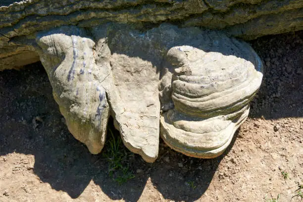 Photo of large fossilized mushroom on a tree trunk