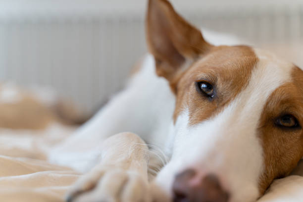 ibizan hound dog - podenco imagens e fotografias de stock