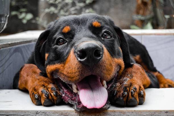 Glamorous Rottweiler 11.000+ Rottweiler Fotoğraflar Stok Fotoğrafları, Resimler ve Royalty ...