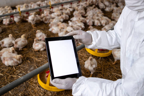 agricultor con ropa estéril sosteniendo tabletas en granja avícola y comprobando la producción y el suministro de alimentos. - industry chicken agriculture poultry fotografías e imágenes de stock