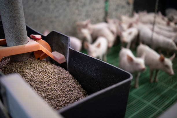 close up view of pig feed granules and piglets in background. - animals feeding fotos imagens e fotografias de stock