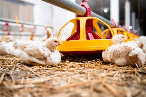 istock Chickens and automated feeding system at modern poultry farm. 1323861001