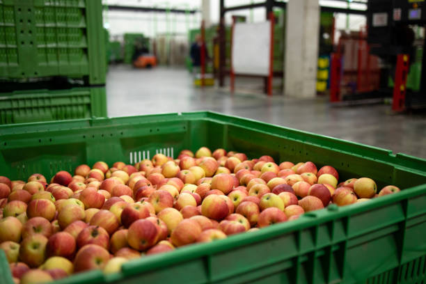 istock Apple fruit waiting to be moved into cold storage in food processing factory. 1323861061