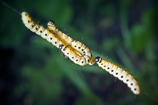 イポノムーチダエエルミンガモキャタピラー昆虫 - insect moth nature ermine moth ストックフォトと画像