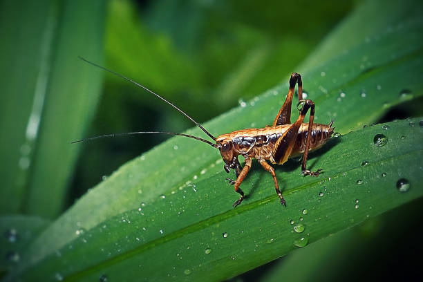 Pholidoptera griseoaptera Dark Bush-Cricket Nymph Insect
