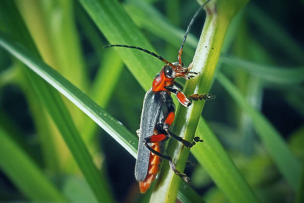 Cantharis Rustica Soldier Beetle Cantharis Rustica Soldier Beetle. Digitally Enhanced Photograph. Soldier Beetle stock pictures, royalty-free photos & images
