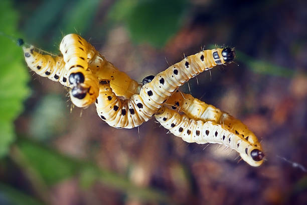 イポノムーチダエエルミンガモキャタピラー昆虫 - insect moth nature ermine moth ストックフォトと画像