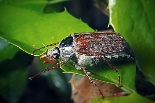 Melolontha Melolontha Cockchafer Beetle. Digitally Enhanced Photograph.