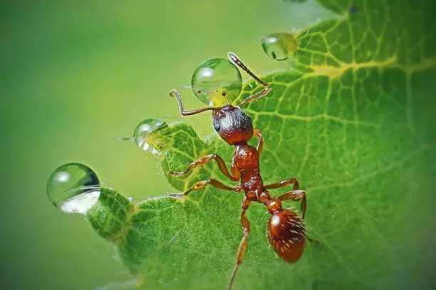 Photo of Myrmica rubra Formicidae Common Red Ant Insect