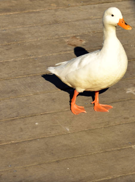 istock White duck with orange beek waddling on a wooden deck 1323864591
