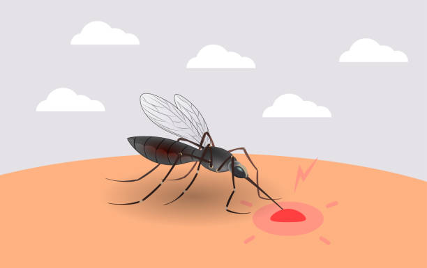 illustrations, cliparts, dessins animés et icônes de vecteur mosqito réaliste - malaria parasite