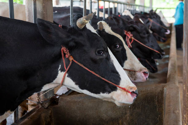istock milch cows during milking at barn stall in farm 1323867428
