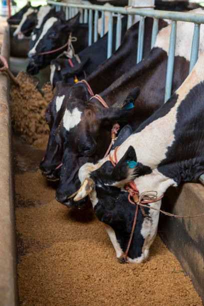 istock milch cows during milking at barn stall in farm 1323867459