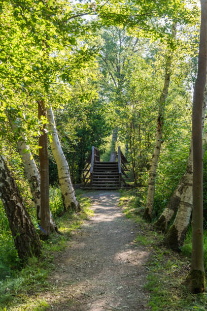 istock Walk in the forest in springtime, which is lined with trees on both sides. Taken in the biosphere reserve spree forest, Brandenburg, Germany. Vertical. 1323869848
