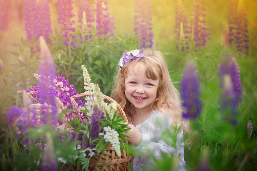 a little girl with curly blonde hair with a basket and a bouquet of lupines, in a field in the summer