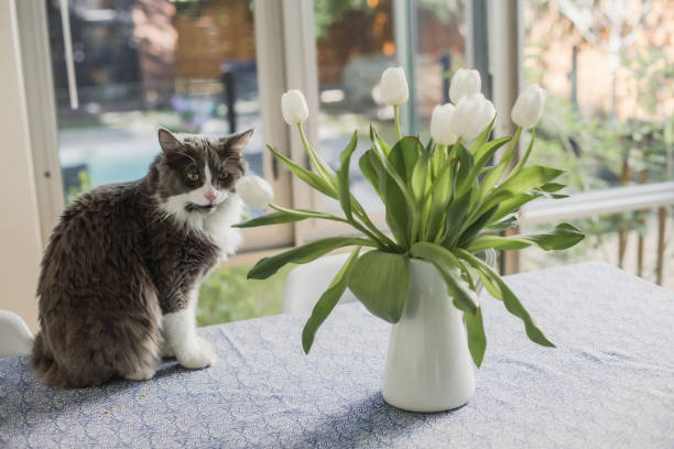 istock White tulips on a dinning table with a cat 1323871951