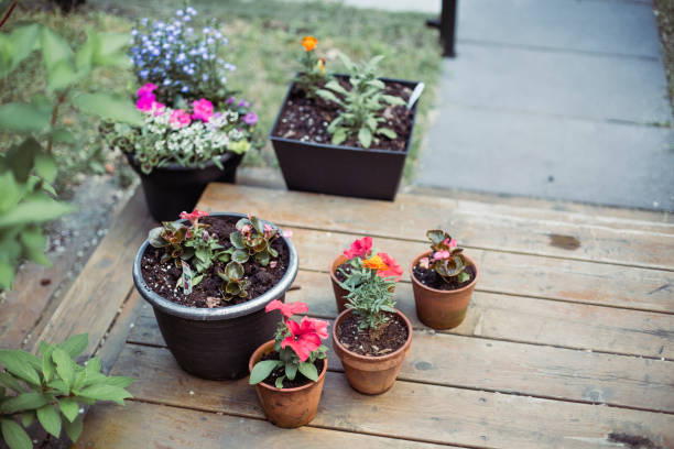 istock Potted plant in the back yard 1323872333