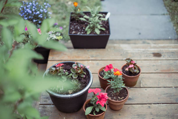 istock Potted plant in the back yard 1323872336