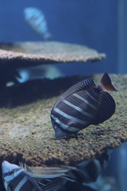 istock Beautiful Sailfin Tang. Saltwater Aquarium Fish 1323872448