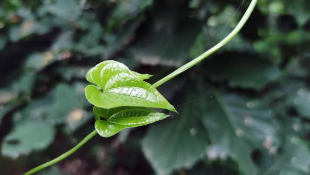 istock green newly growing sprout leaves 1323872455