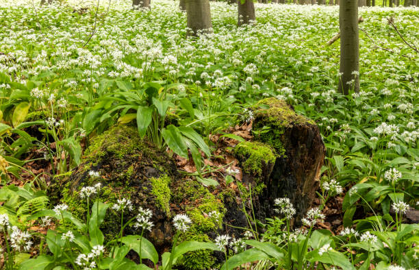 istock Wild garlic bloom in Hainich National Park 1323873682