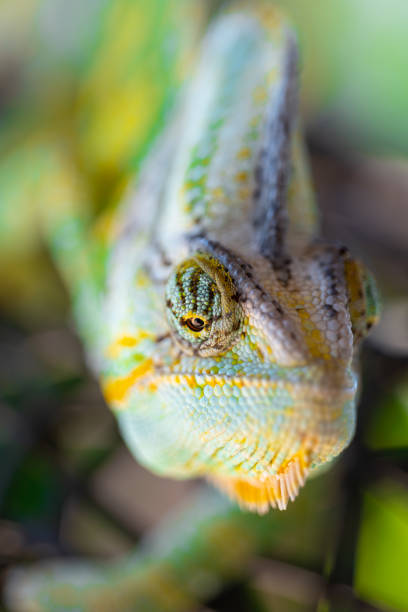 istock wild green and yellow chameleon lizard outdoor 1323874428