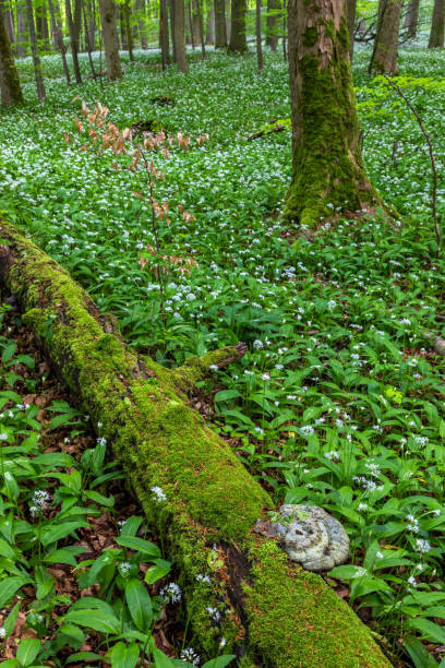 istock Wild garlic bloom in Hainich National Park 1323874429