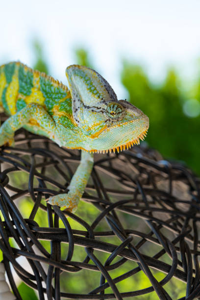 istock wild green and yellow chameleon lizard outdoor 1323874542
