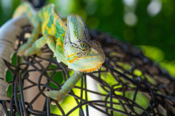 beautiful green colorful Chameleon lizard moving slowly eyes. Exotic reptile. 4K. Selective focus