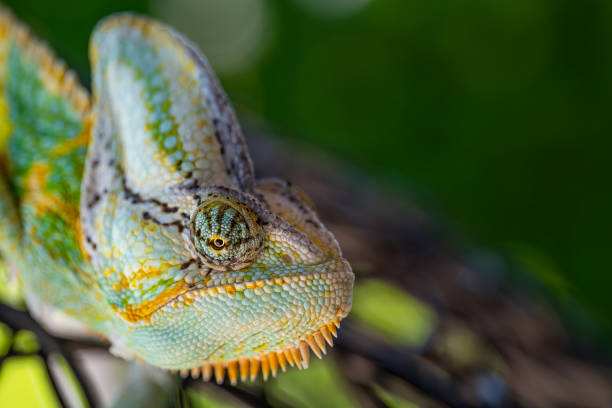 istock wild green and yellow chameleon lizard outdoor 1323874711