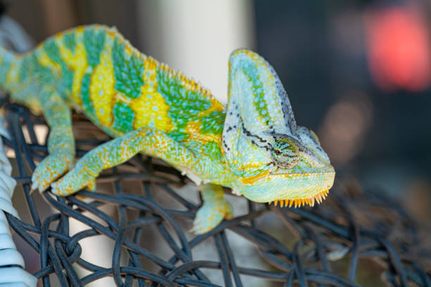 istock wild green and yellow chameleon lizard outdoor 1323874729