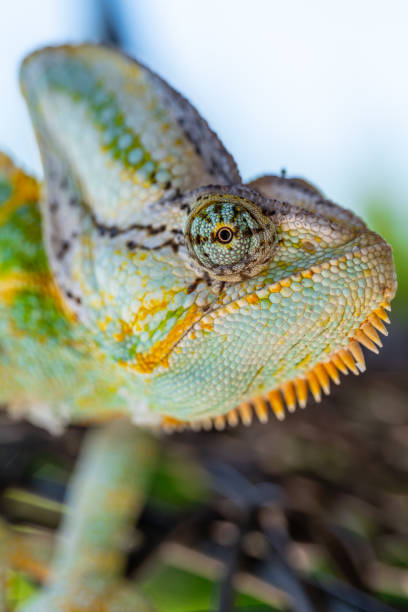 istock wild green and yellow chameleon lizard outdoor 1323874907