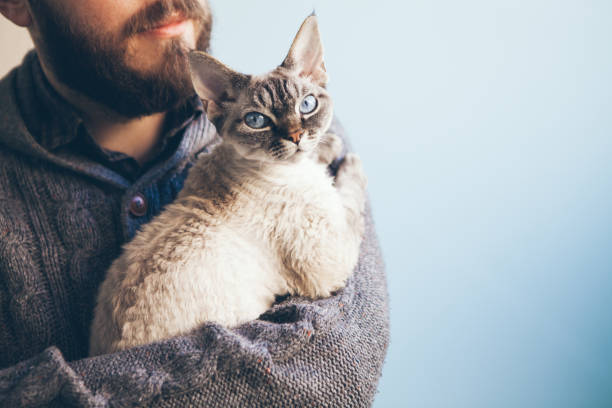 istock Cute Devon Rex color point cat is lying on the man's hands. 1323876622