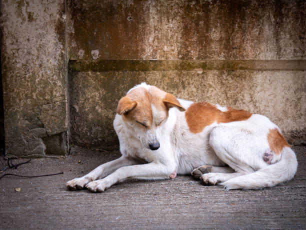 istock White Stray Dog Sleeping and Sitting 1323876868
