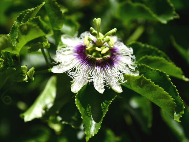 Passiflorine  flower Passiflorine  flower passion fruit flower stock pictures, royalty-free photos & images