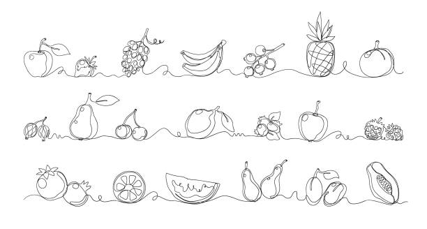 illustrations, cliparts, dessins animés et icônes de fruits d’une ligne. nourriture exotique. les frontières des plantes tropicales sont fixées. croquis monoligne contemporain. melon juteux et pastèque. baie sucrée. grenade ou ananas. ensemble d’éléments décoratifs vectoriels - grape nature design berry fruit